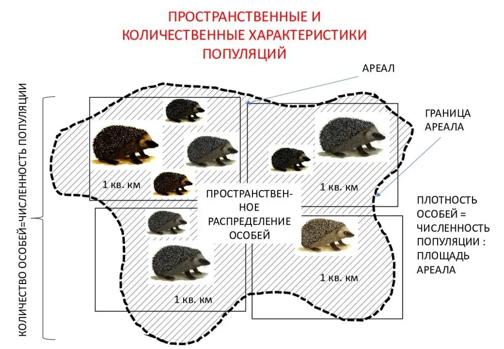 Среди популяции кур из 200 особей 9. Ареал популяции. Границы популяции. Вид популяция ареал. Популяция и ареалы популяций.