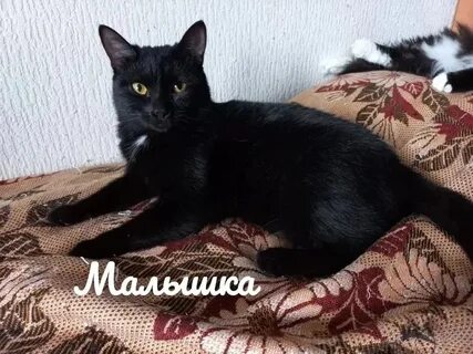 Кошка малышка песня