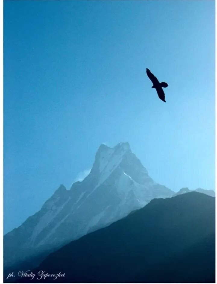 Орел в облаках 6 букв. Птицы в горах. Горы небо птицы. Птица над горами. Полет птицы над горами.