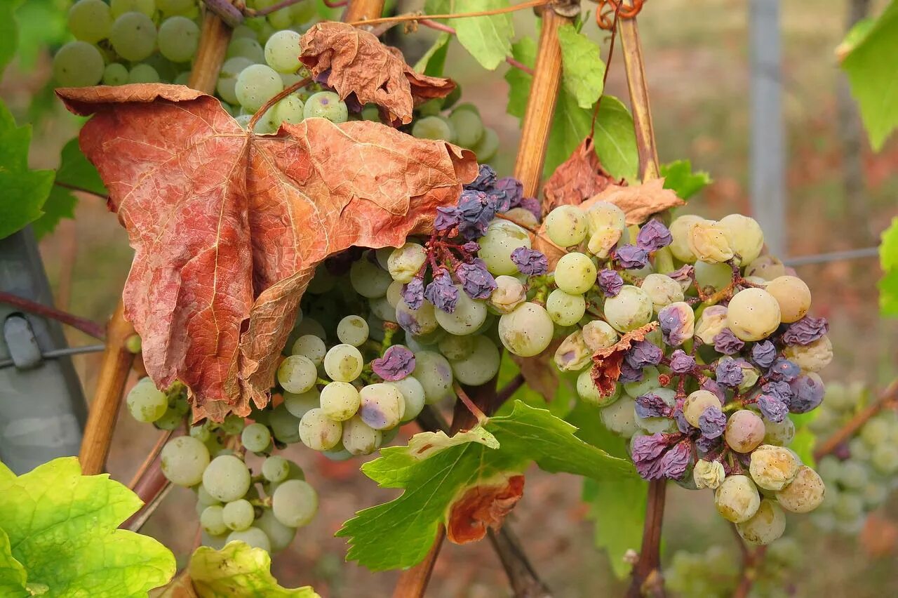 Винограда ягодка. Вертициллез винограда. Болезни винограда ягоды сохнут. Золотистого пожелтения винограда Candidatus Phytoplasma Vitis (flavescence doree). Засохший виноград.