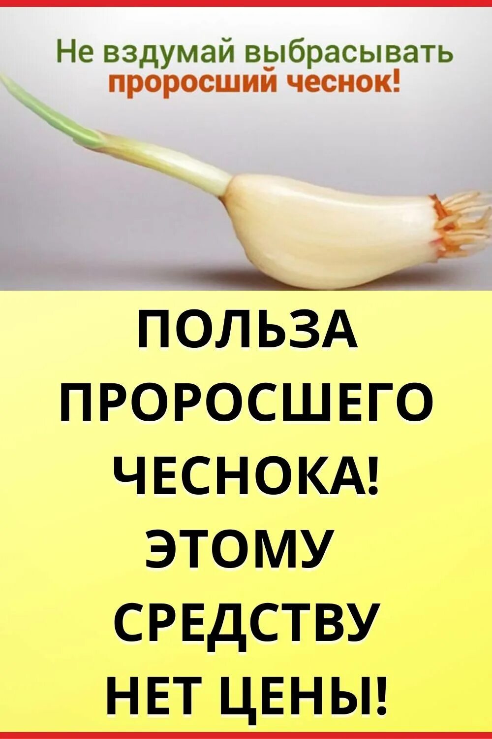 Чеснок польза. Чем полезен чеснок. Польза чеснока для организма. Чеснок польза и вред.