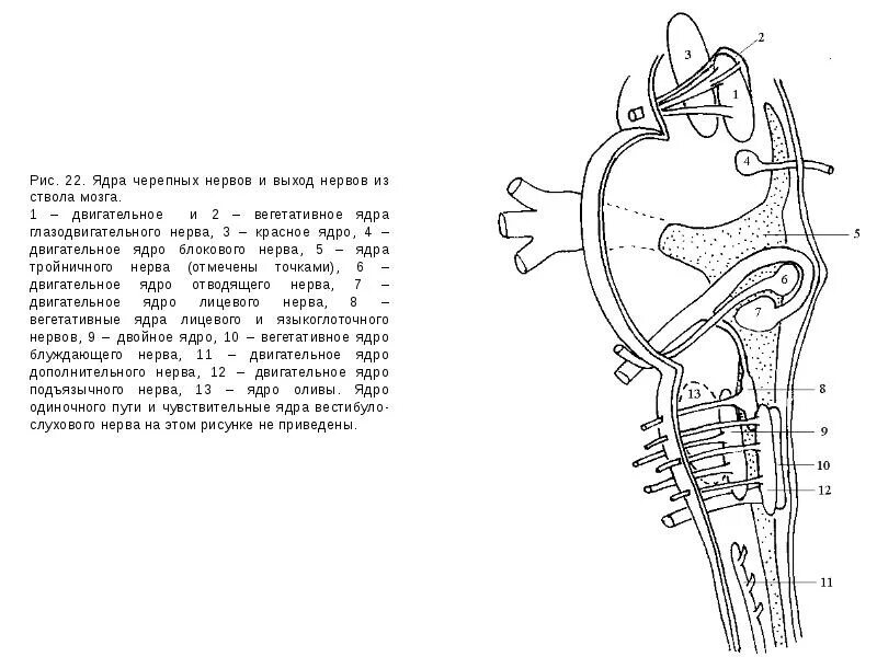Ядра черепных нервов ствола мозга. Черепные нервы ядра ствола. Двигательные ядра ствола. Ядра блокового нерва. Вегетативные ядра ствола мозга.