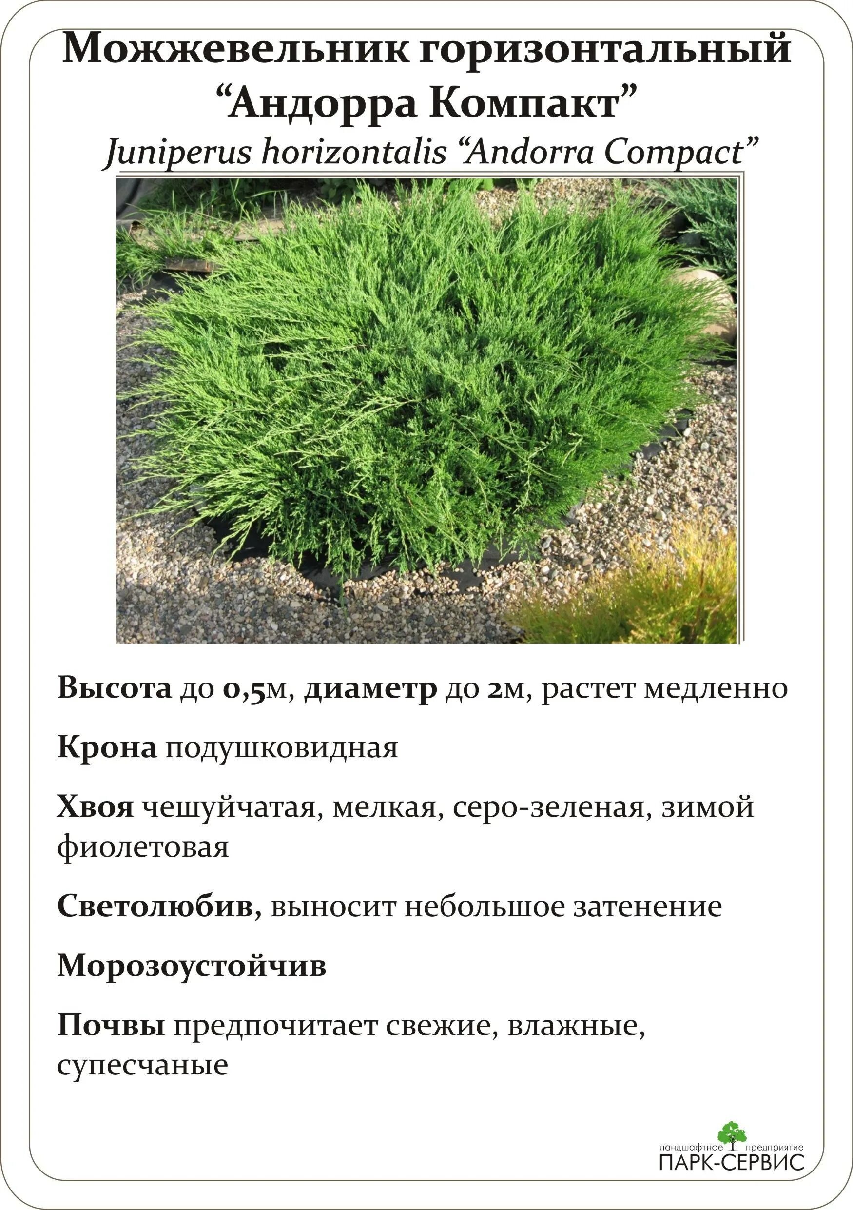 Можжевельник горизонтальный Андорра компакт высота