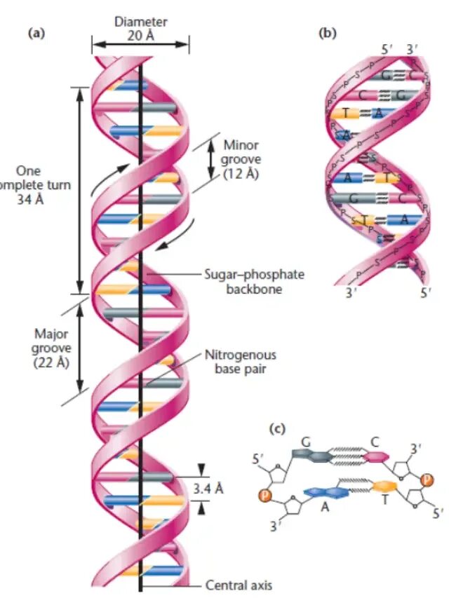 Где сделать генетический. Объемная модель ДНК. Компьютерная модель ДНК. Макет ДНК своими руками. Цепь ДНК.