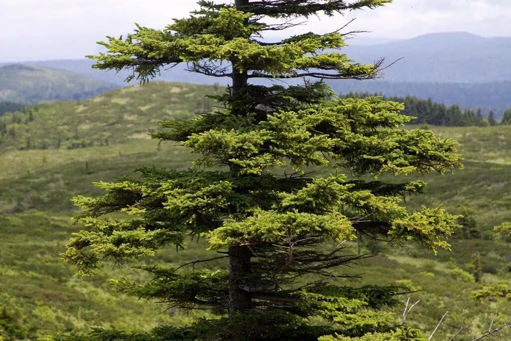 Ель Глена (Picea glehnii). Ель Глена Сахалинская. Ель Аянская Сахалин. Аянская ель дальнего Востока.