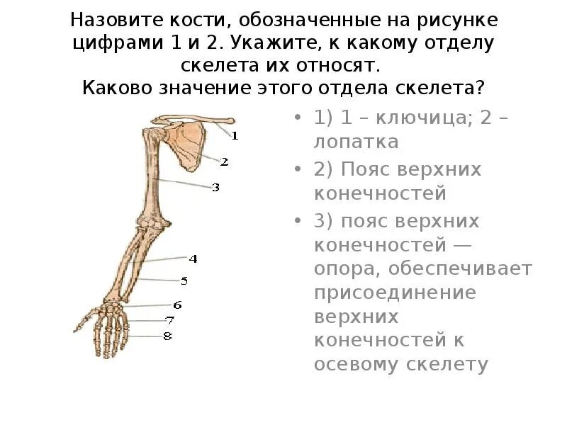 Назовите кости обозначенные на рисунке. Назовите кости скелета птицы обозначенные на рисунке. Назовите кости пояса у птиц. Какой цифрой обозначена кость предплечья?.