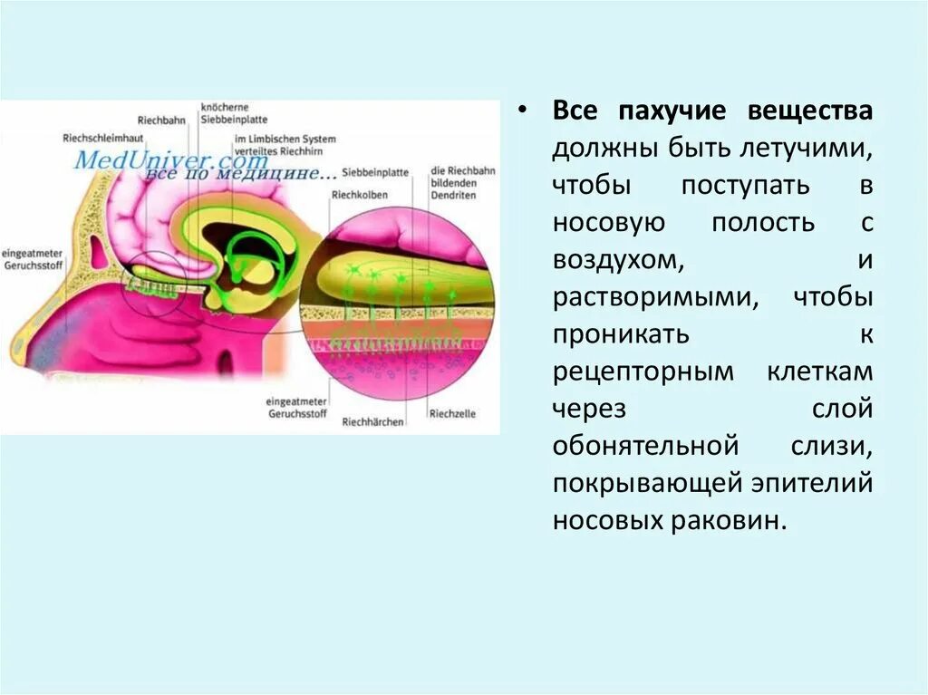 Обонятельный анализатор строение. Обонятельный анализатор физиология. Физиология обоняния анализатор. Обонятельная система физиология.