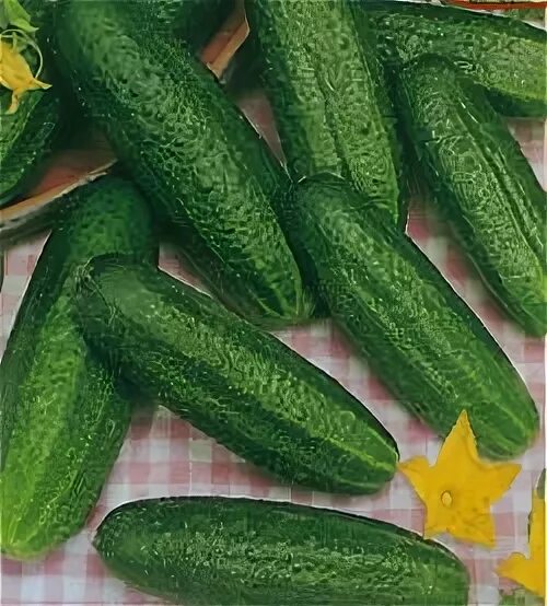 Сорта огурцов конни. Сорта огурцов конни