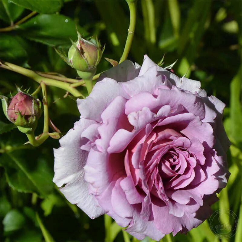 Premier Les rides Capitale rose catalog Clancy Orage Amoureux