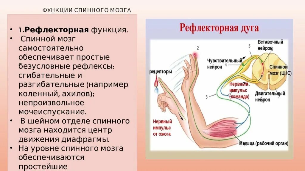 Путь передачи нервного импульса в мозг. Рефлекторная функция спинного мозга рисунок. Рефлекторная функция спинного мозга. Рефлекторная функция спинного. Рефлекторная дуга спинального рефлекса.