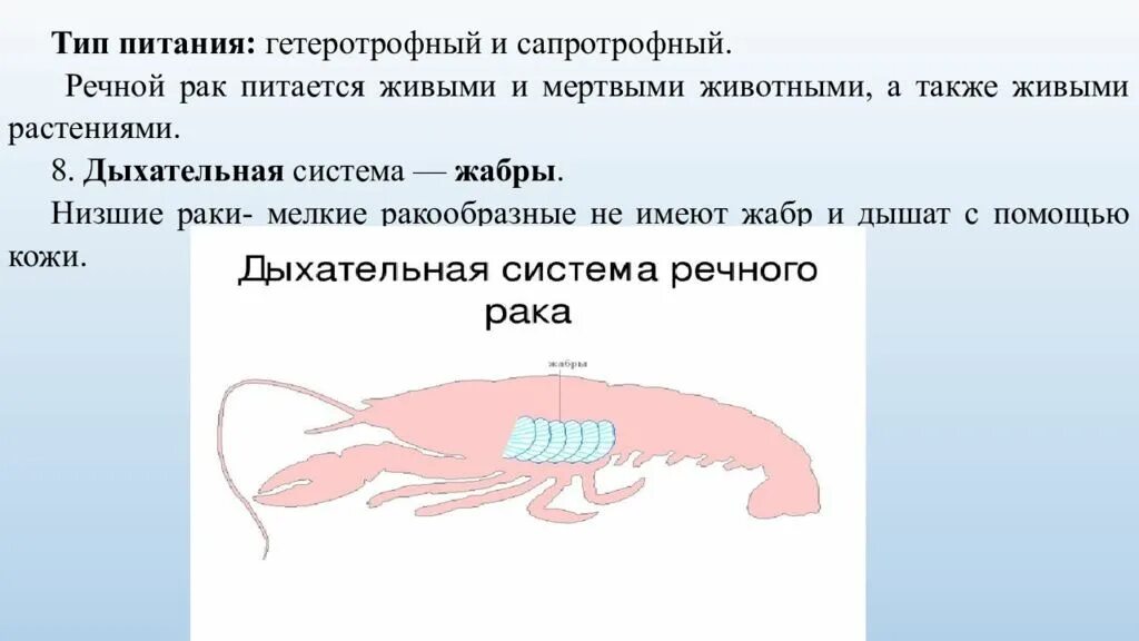 Каким органом дышит речной рак. Дыхательная система ракообразных. Система дыхания ракообразных. Класс ракообразные дыхательная система. Дыхательная система ракообразных 7 класс.