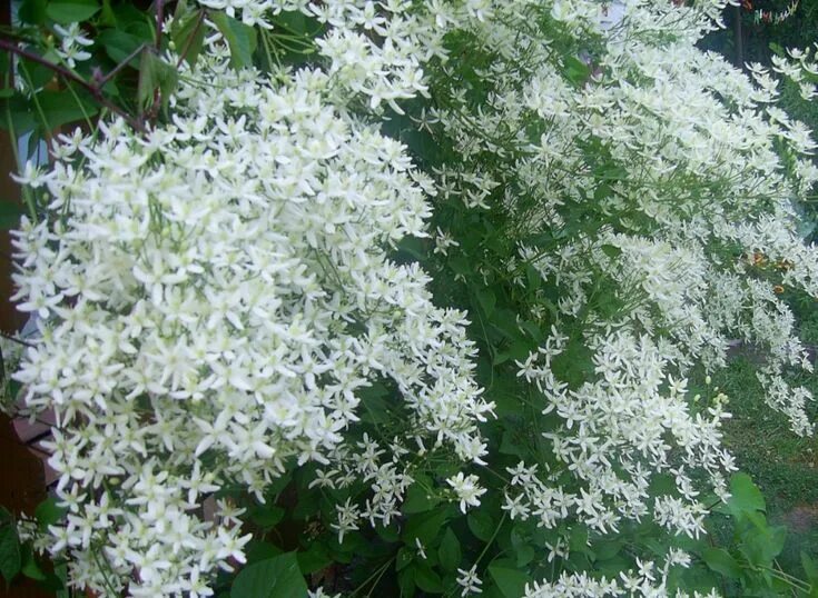 Морозостойкость клематиса