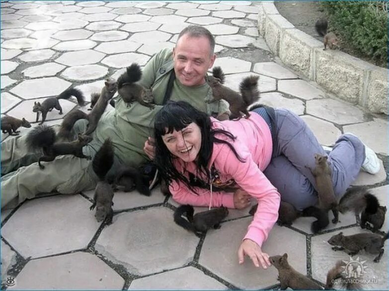 кот окруженный мышами. крыса дикая. крыса для презентации. кот нападает.