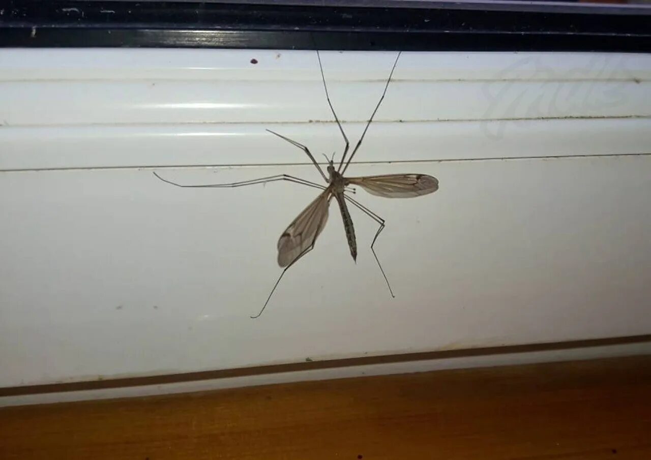 Комар большой как называется с длинными. Малярийный комар большой комар. Малярийный комар долгоножка. Самый большой комар долгоножка. Малярийный комар гигантский.