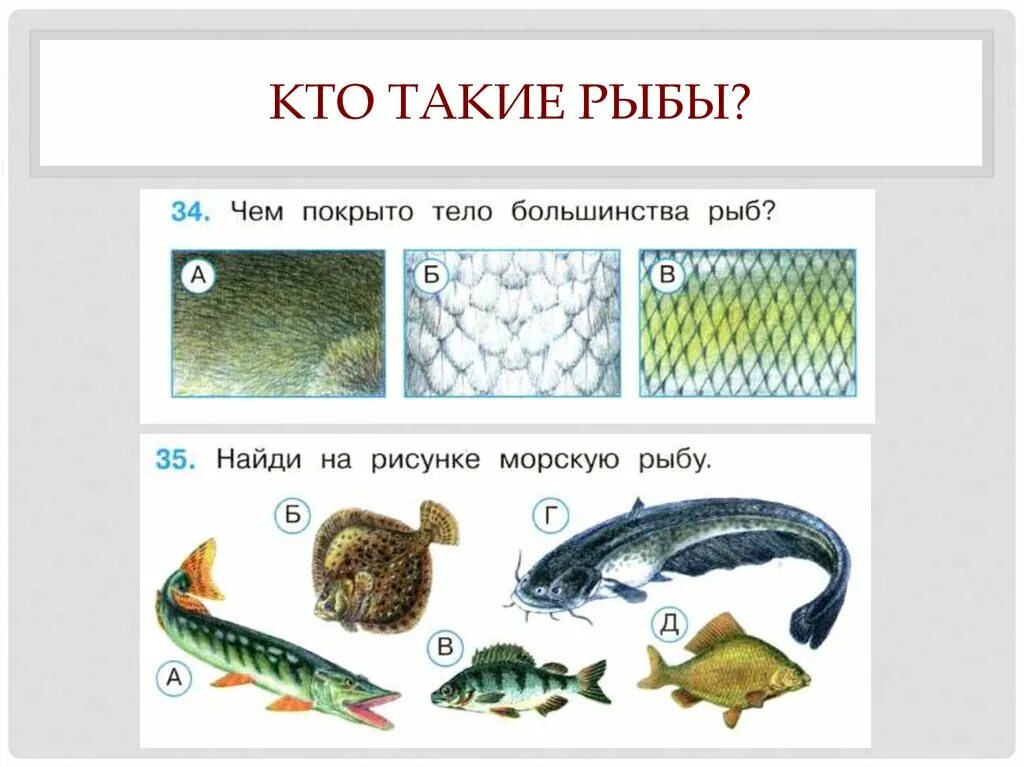 Тест по рыбам 8 класс