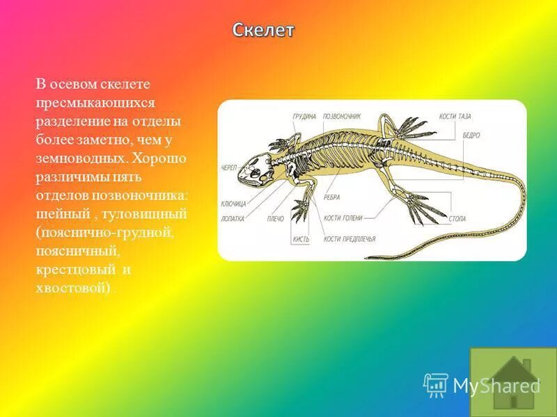 Шейный отдел пресмыкающихся состоит из. Осевой скелет пресмыкающихся. Осевой скелет рептилий. Поясничный отдел позвоночника у земноводных и пресмыкающихся. Отделы позвоночника амфибий и рептилий.