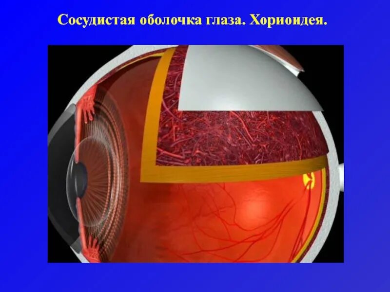 Цвет сосудистой оболочки. Хориоидея анатомия. Кровоснабжение хориоидеи глаза. Оболочка глаза хориоидея. Хориоидея глаза анатомия.