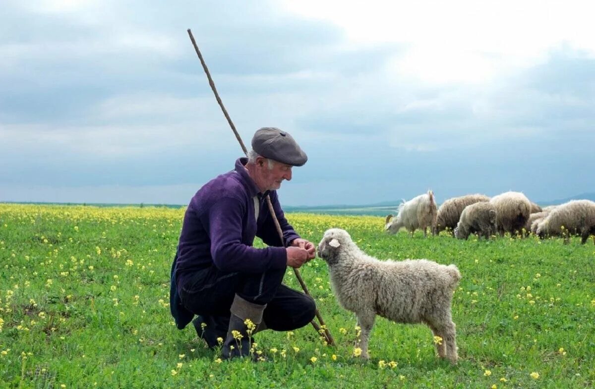 Пасу овечек. Чабан пастух Кавказ. Гагаузский пастух. Чабан пастух овец. Дагестанский Чабан.