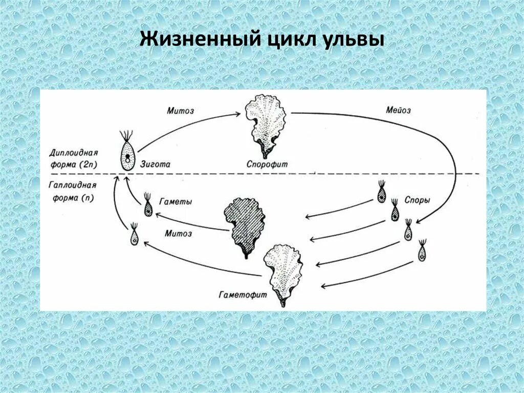 Стадия жизненного цикла водорослей. Цикл развития ульвы схема. Ульва цикл развития. Схема цикла воспроизведения ульвы. Жизненный цикл водорослей схема.