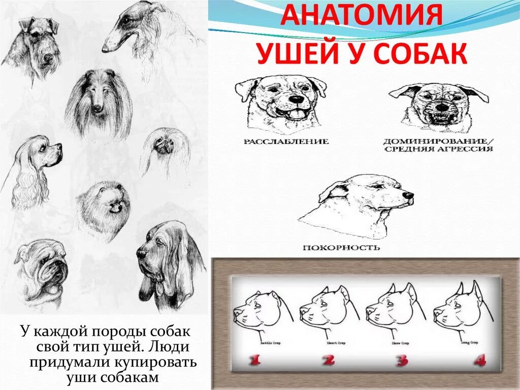 Внутреннее ухо собаки. Типы ушей у собак. Положение ушей у собак. Разнообразие ушных раковин у собак.