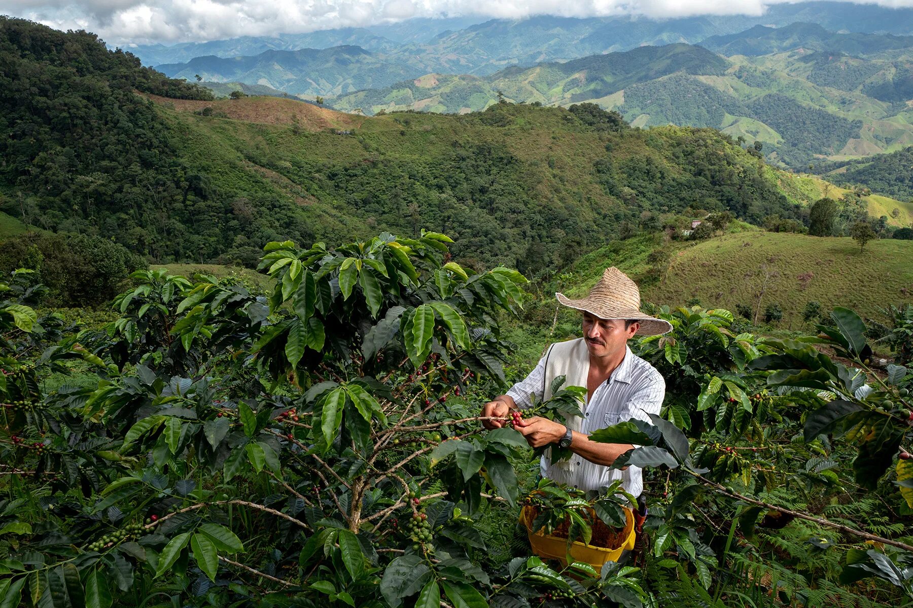 Колумбия страна кофе. Бразилия Сантос плантация кофе. Плантации кофе в Колумбии. Плантации кофе в Бразилии. Кофейные плантации в Бразилии.