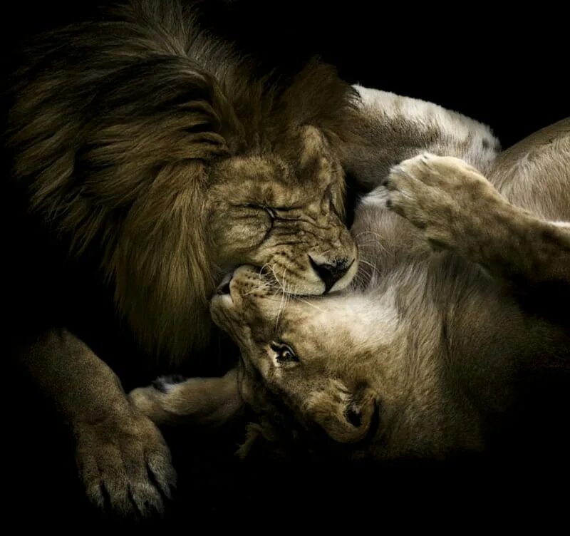 Loving lions