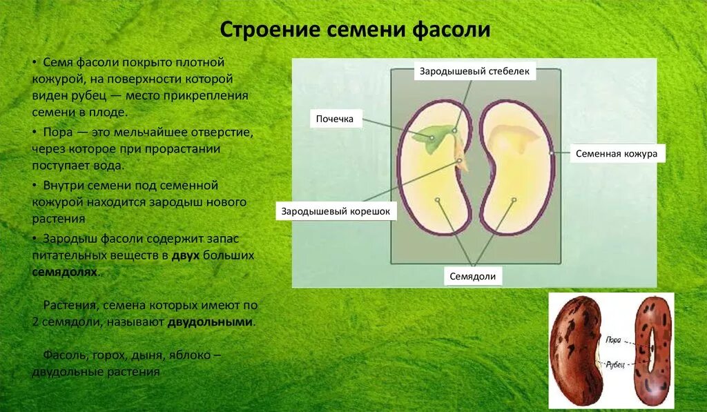 Семя фасоли в сформированном зародыше фасоли хорошо