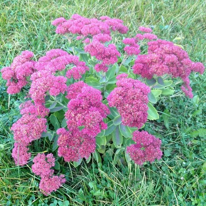 Очиток видный (sedum spectabile `brilliant`). Очиток видный весной. Очиток видный matrona. Заячья капуста суккулент. Очиток видный весной.