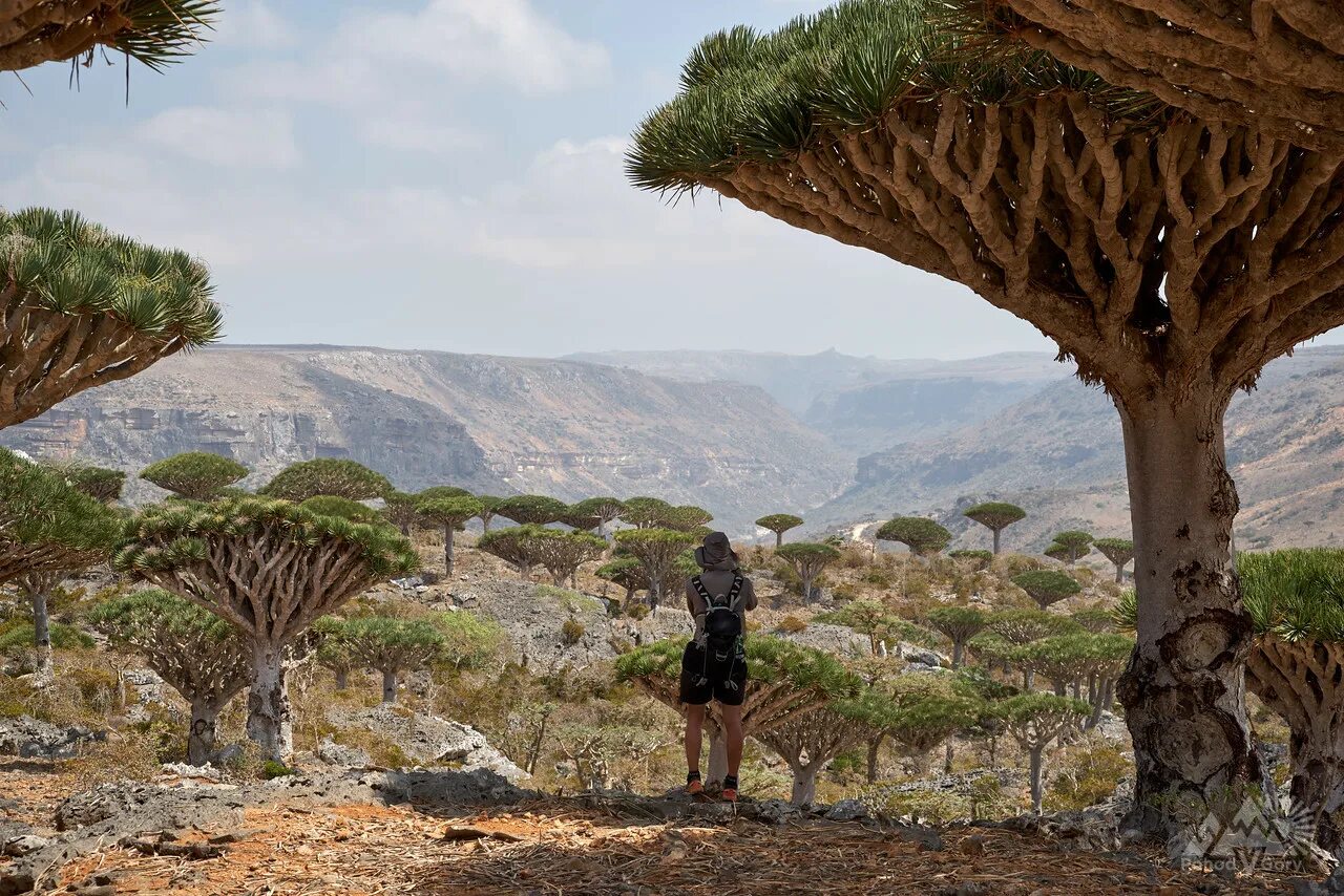 остров сокотра йемен. остров сокотра (socotra), йемен. сокотра отдых. сокотра отдых. хомхил сокотра.