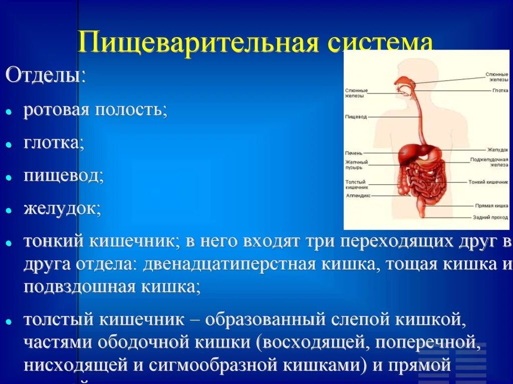 Желудок и полость рта