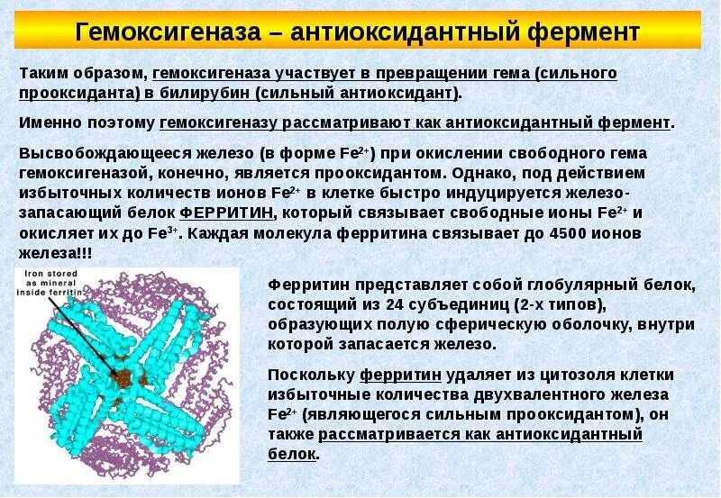 Действие антиоксидантных ферментов. Ферменты антиоксиданты. Выберите ферменты-антиоксиданты. Действие антиоксидантных ферментов. Действие антиоксидантных ферментов.