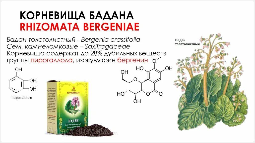 Бадан толстолистный химический состав. Бадан толстолистный формула. Дубильные вещества пирогалловой группы. Корневища бадана. Дубильные растения примеры
