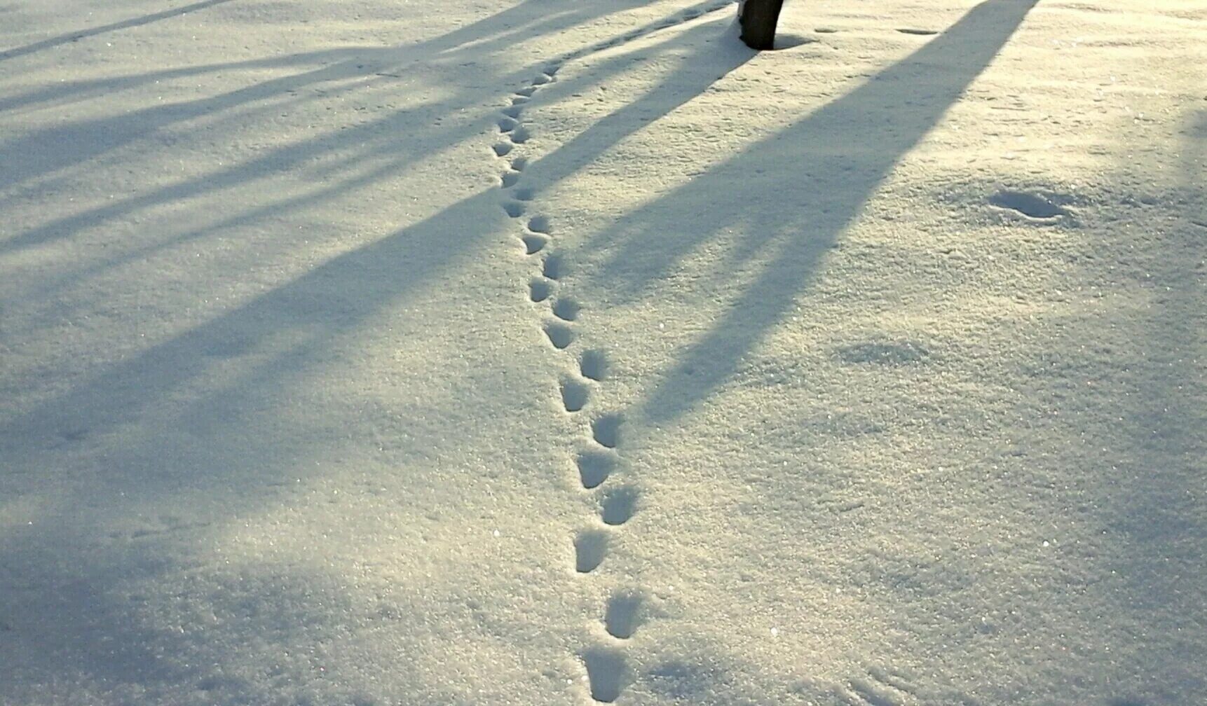 Дорогу в глубоком снегу. Следы на снегу. Цепочка следов на снегу. Следы зверьков на снегу. Снежная дорожка.