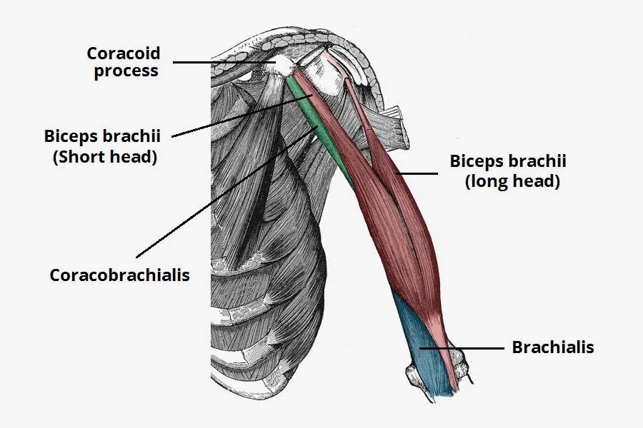 К чему крепится бицепс. Плечевая мышца (m. brachialis). Triceps brachii анатомия. M. biceps brachii и m. brachialis. Biceps brachii мышца.