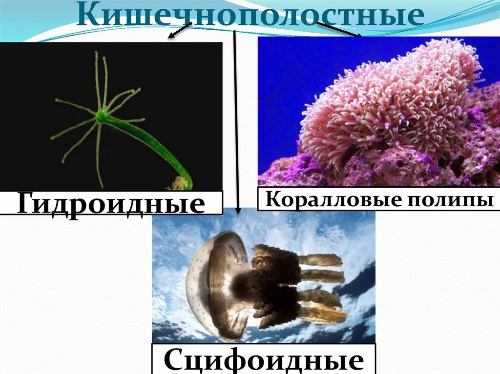 Кишечнополостные многоклеточные животные. Выберите представителей кишечнополостных. Представители кишечнополостных животных. Выберите представителей кишечнополостных. Беспозвоночные кишечнополостные.