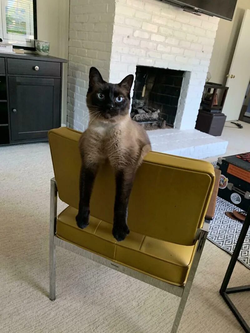 The cat is the chair