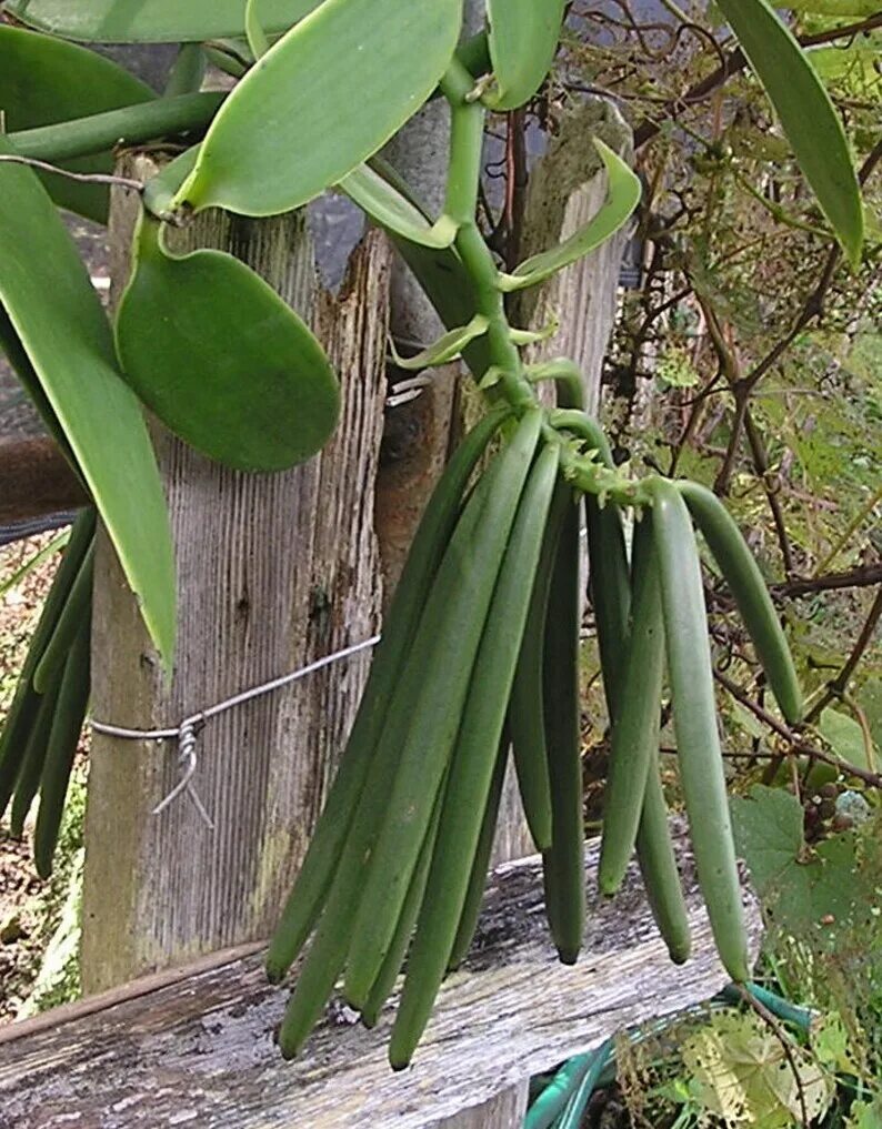 Vanilla planifolia. Ваниль плосколистная (Vanilla planifolia) на Гоа плантации. Ваниль дерево. Стручок ванили на дереве.