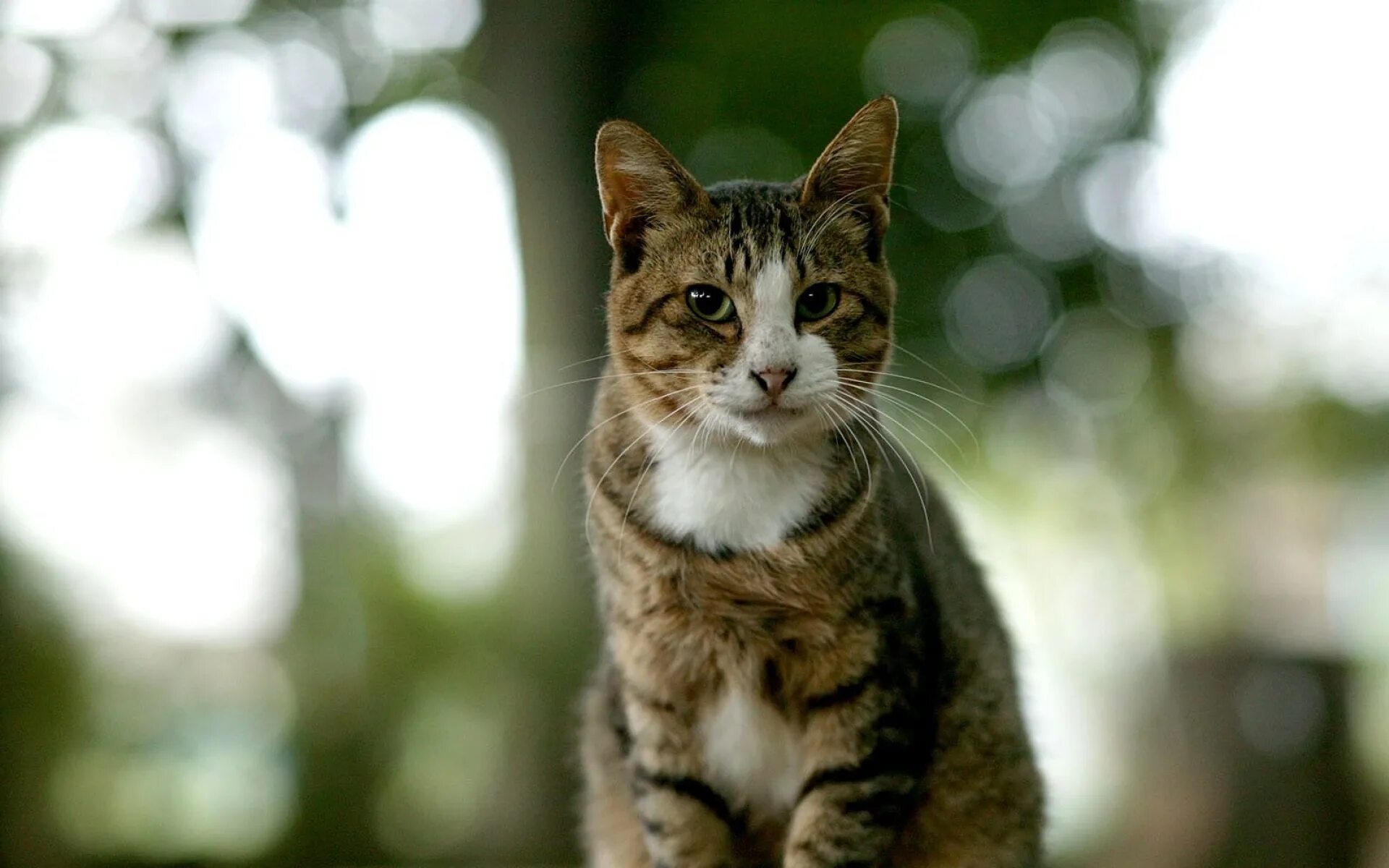 Картинки кошек. Кошка. Кошка сидит. Когшака. Красивые кошки.