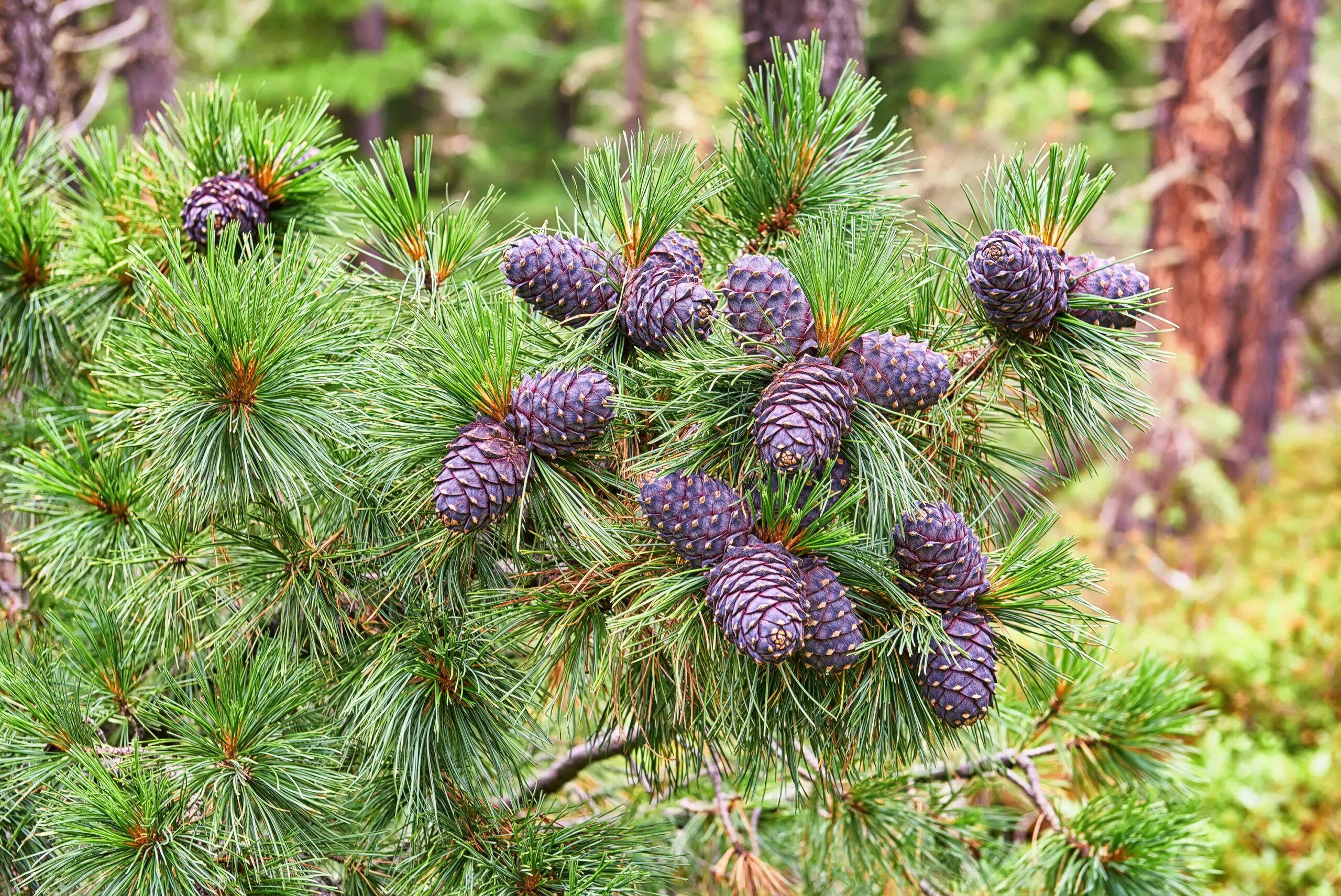 Кедровый хмао. Кедр Сибирский Pinus sibirica. Сосна Кедровая Сибирская/Pinus sibirica. Сосна Кедровая Pinus sibirica. Сосна Кедровая Сибирская (кедр Сибирский) – Pinus sibirica.