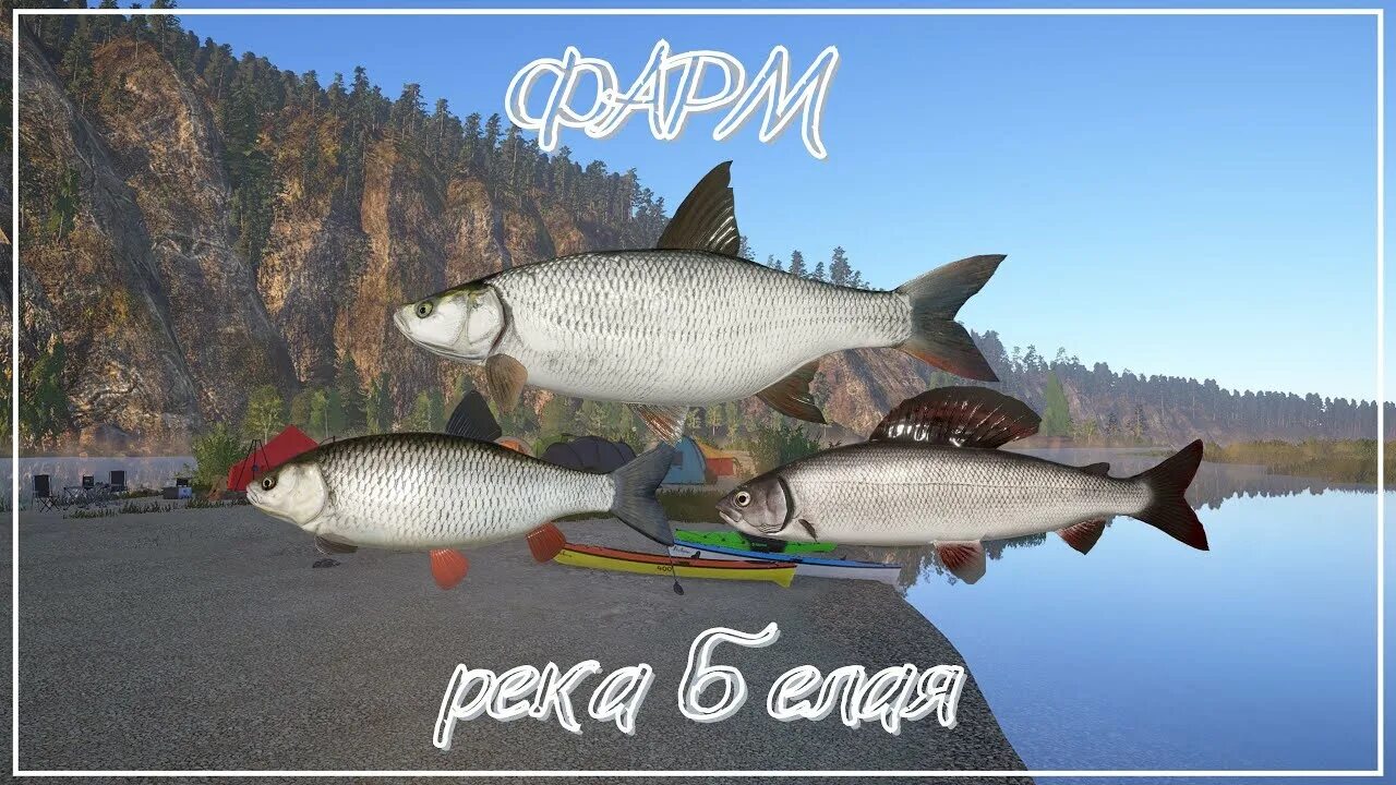 Трофейный хариус европейский рр4. Густера рр4. Русская рыбалка 4 река белая. Рр4 р белая. Река белая рр4.