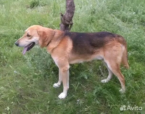 Сибирская гончая собака. Русская гончая белоголовая порода. Заводчики русских гончих в Курской области. Русская Императорская гончая. Куплю рабочую русскую гончую авито