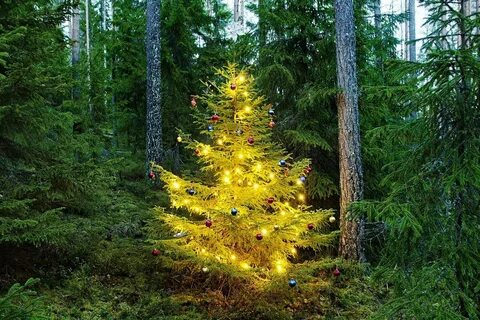 Royal forest елка