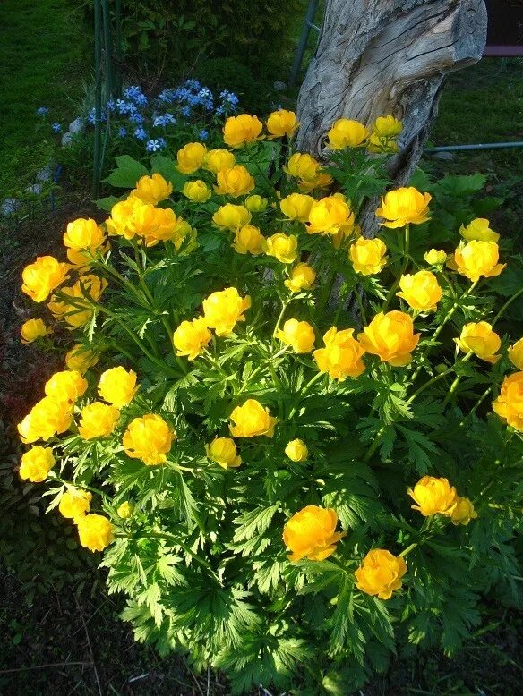 Купальница (trollius). Купальница оранж принцесс. Купальница троллиус. Купальница оранж принцесс. Купальница белая.