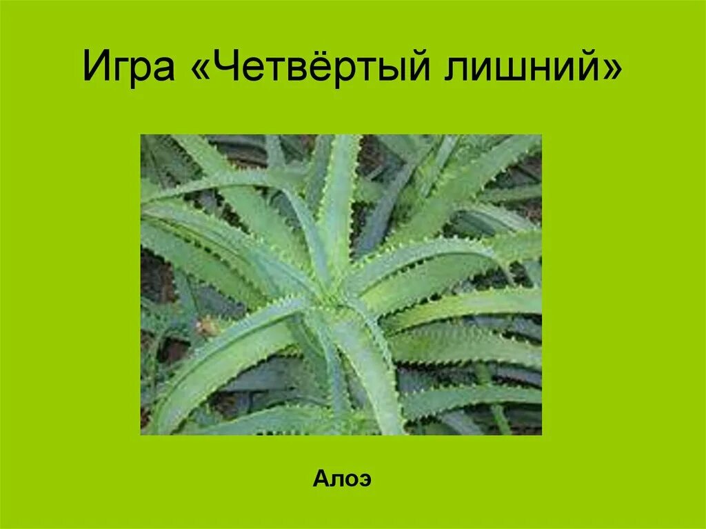 Алоэ комнатное растение. Алоэ презентация. Презентация цветок алоэ. Проект растение алоэ. Игра алоэ