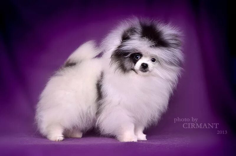 немецкий шпиц черный белый. немецкий шпиц патиколорного окраса. шпиц белый черный фото. померанский шпиц серобелый. померанский шпиц черный с белым.