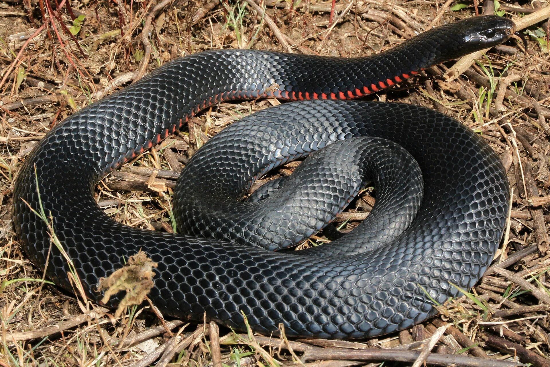 Что означает черная змея. Черный Тайпан змея. Ехидна змея. Черная ехидна. Red bellied Black Snake.
