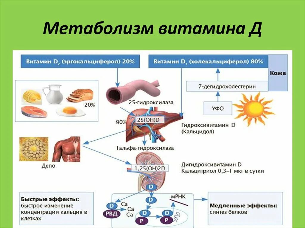 Превращение витамина д в организме. Д 3 и обмен веществ. Д 3 и обмен веществ. Метаболизм витамина д3. Синтез витамина д в печени.
