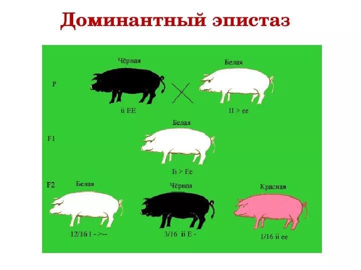 Пример эпистаза у человека Рецессивный эпистаз