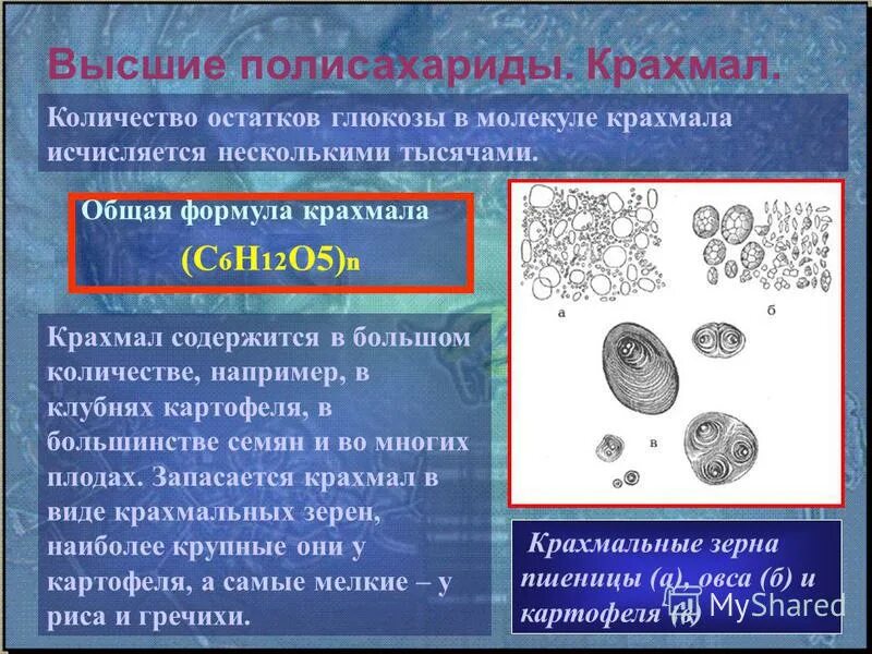 гликоген это в биологии. запасает крахмал какая клетка. запасает крахмал какая клетка. запасает крахмал какая клетка. запасает крахмал какая клетка.