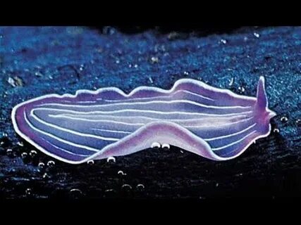 Аққұбалар спермы ірі планда онлайн